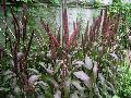 Purple Majesty Millet / Pennisetum glaucum 